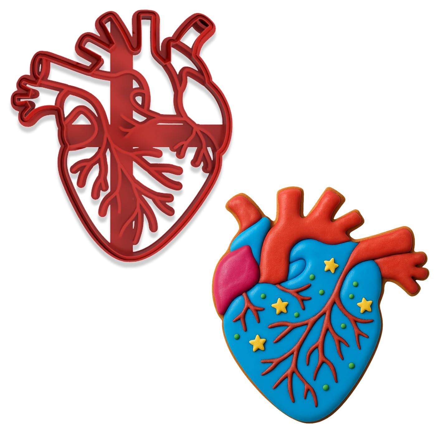 Mighty Gadget Anatomical Human Heart Cookie Cutter & Stamp - 4x3.48", Realistic Medical Design for Science Lovers (Random Color)