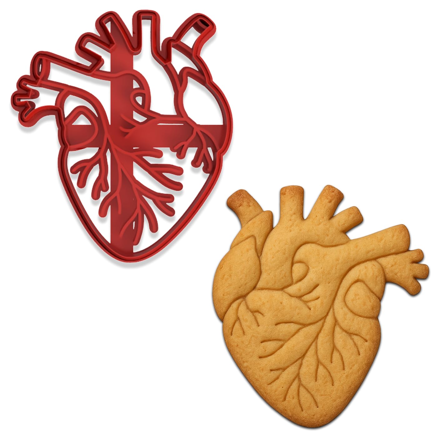 Mighty Gadget Anatomical Human Heart Cookie Cutter & Stamp - 4x3.48", Realistic Medical Design for Science Lovers (Random Color)