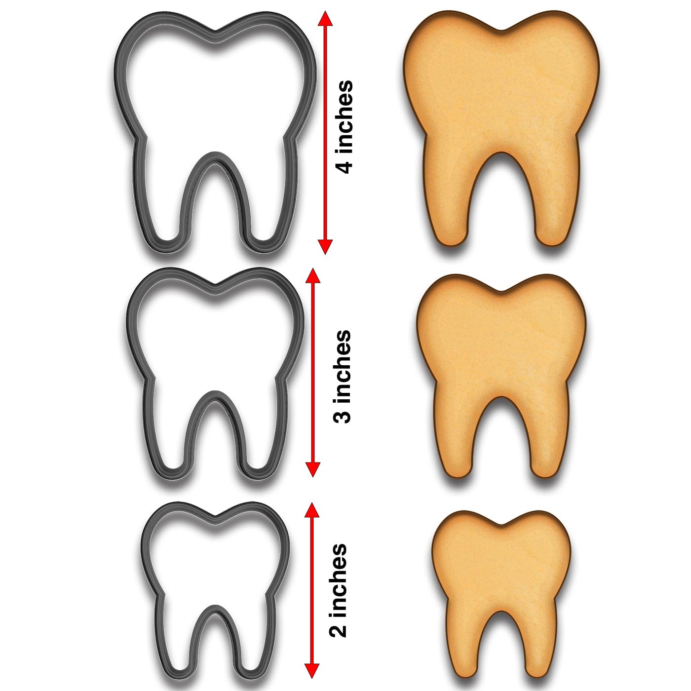 Tooth Cookie Cutter Set (4", 3", 2") - Dentist & Tooth Fairy Themed Baking (Random Color)