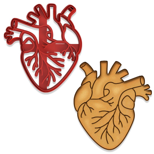 Anatomical Human Heart Cookie Cutter & Stamp - 4x3.48", Realistic Medical Design for Science Lovers (Random Color)